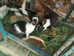 all rabbit mojood hn