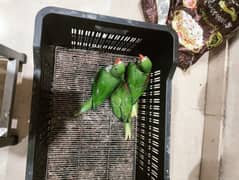 Raw parrot chicks