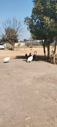 Chakor