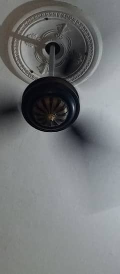 2 Fan Fancy Black