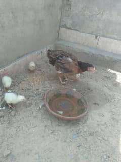 Aseel hen  sath 4chicks ha