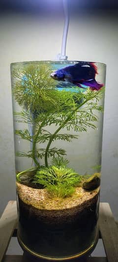 (read full ad)Complete setup 3 planted bowls+4 fish +table+tank