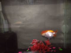 ranchu goldfish. I also have aquarium. check. description for detail