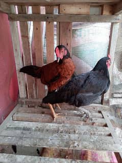 Peshawri Desi pair for sale.