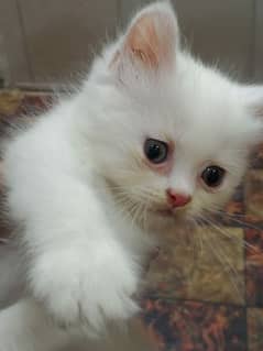 kittens for sale