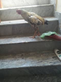 Aseel male for sale