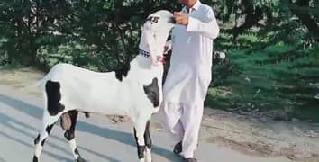 desi Bakra for sale WhatsApp number 03314594754)