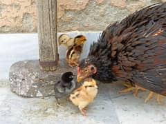 aseel/hen desi/hen aseel/chicks aseel hen with Chicks hen/chicks/murga