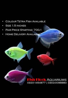 Glow Tetra Fish