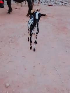 Teda Bakra