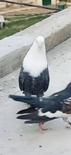 Karbalai Male