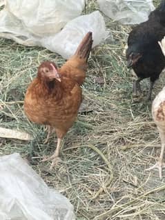 Desi Golden Misri Home Breed For Sale