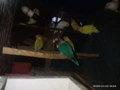 Mix love birds 1000 pr pice