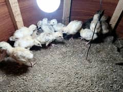 Turkey bird chicks