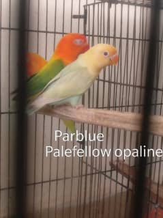Parblue / Green Pale fellow Opaline + Blue/ Green Fischer + Albino
