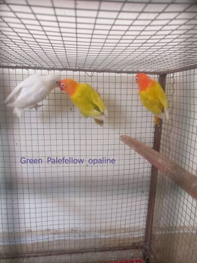 Love Birds Parblue/Green Pale fellow Opaline+Blue/Green Fischer+Albino