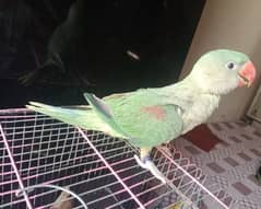Raw Kashmiri Pahari Chick's available