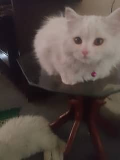 kitten available age 7 months WhatsApp no 03120543459