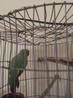greenneck female parrot for sale