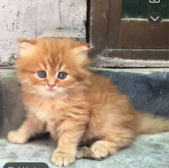 Triple coated punched face kittens