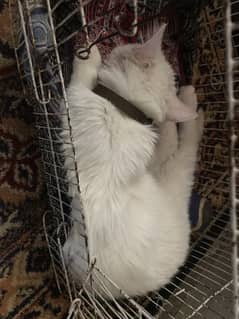Pet cats