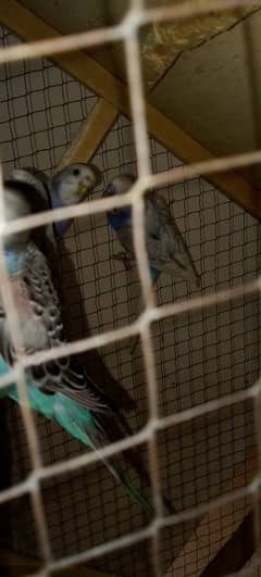 6 breeder pair and 2 small budgies parrot total 8