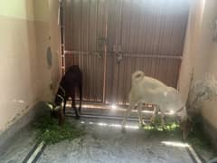 2 dant ka bakra ha qurbani ka liya