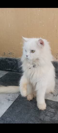 Female Persian cat for sale
