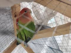 lovebirds pair for urgent sell
