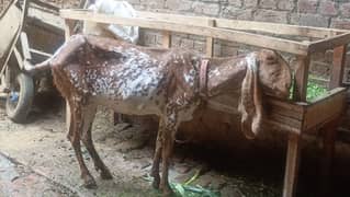 pure Makkhi Chini bakri length 36