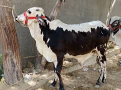 2 dant ablack bachra