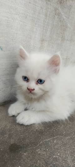 Persian