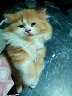 Beautiful playful kitten for sale