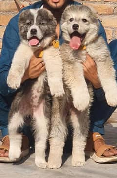 king afghani kochi pair important blood security dog for sale