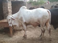 for Eid UL Adha