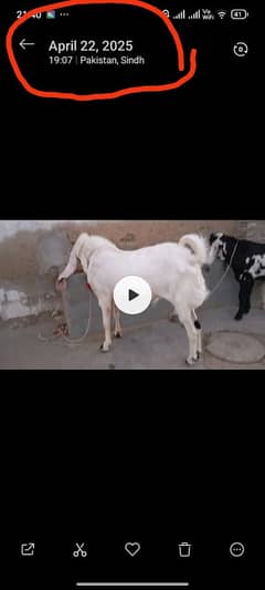 breeder bakra for sale