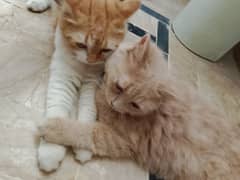 Persian cats