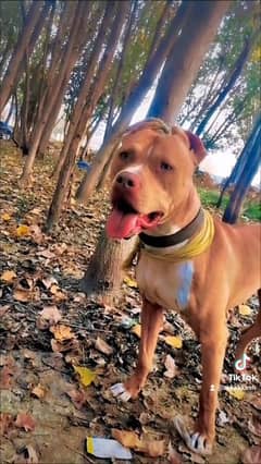 Pitbull American 1 year old