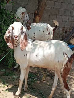 Pair (Qurbani lagty hain)
