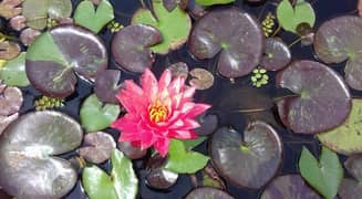 water lilly imported plants