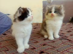 Persian cat/Persian kittens/triple coated/punch face