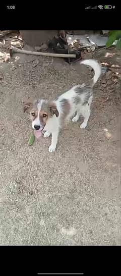 Female Kashmiri Bakarwali Dog Full Security Dog Vaccinated