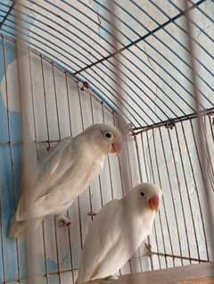 Albino