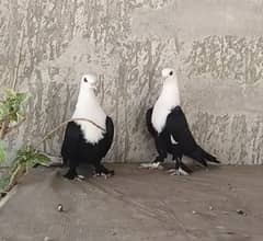 black karbalai breeder resham para kachpara.