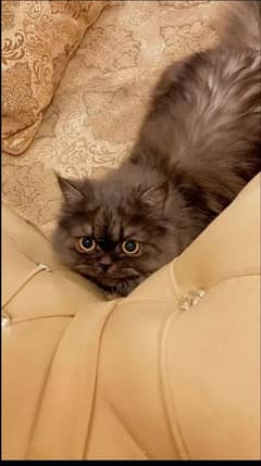 Persian Cat(aka blue persian)