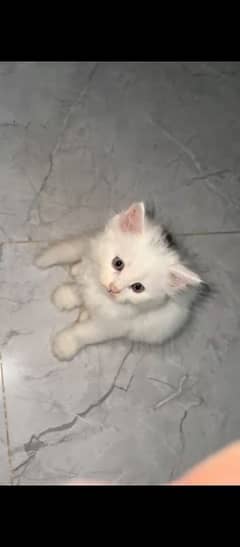 Persian kittens for sale