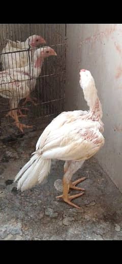 heera aseel indian parrot beak cross breed