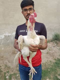 heera band gadi aseel old blood line