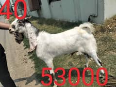 5 bakra han