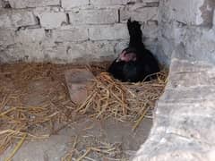 3 kuruk Aseel Murgi hens